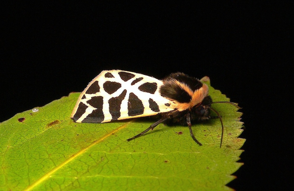 Cymbalophora pudica (Esper, [1785])